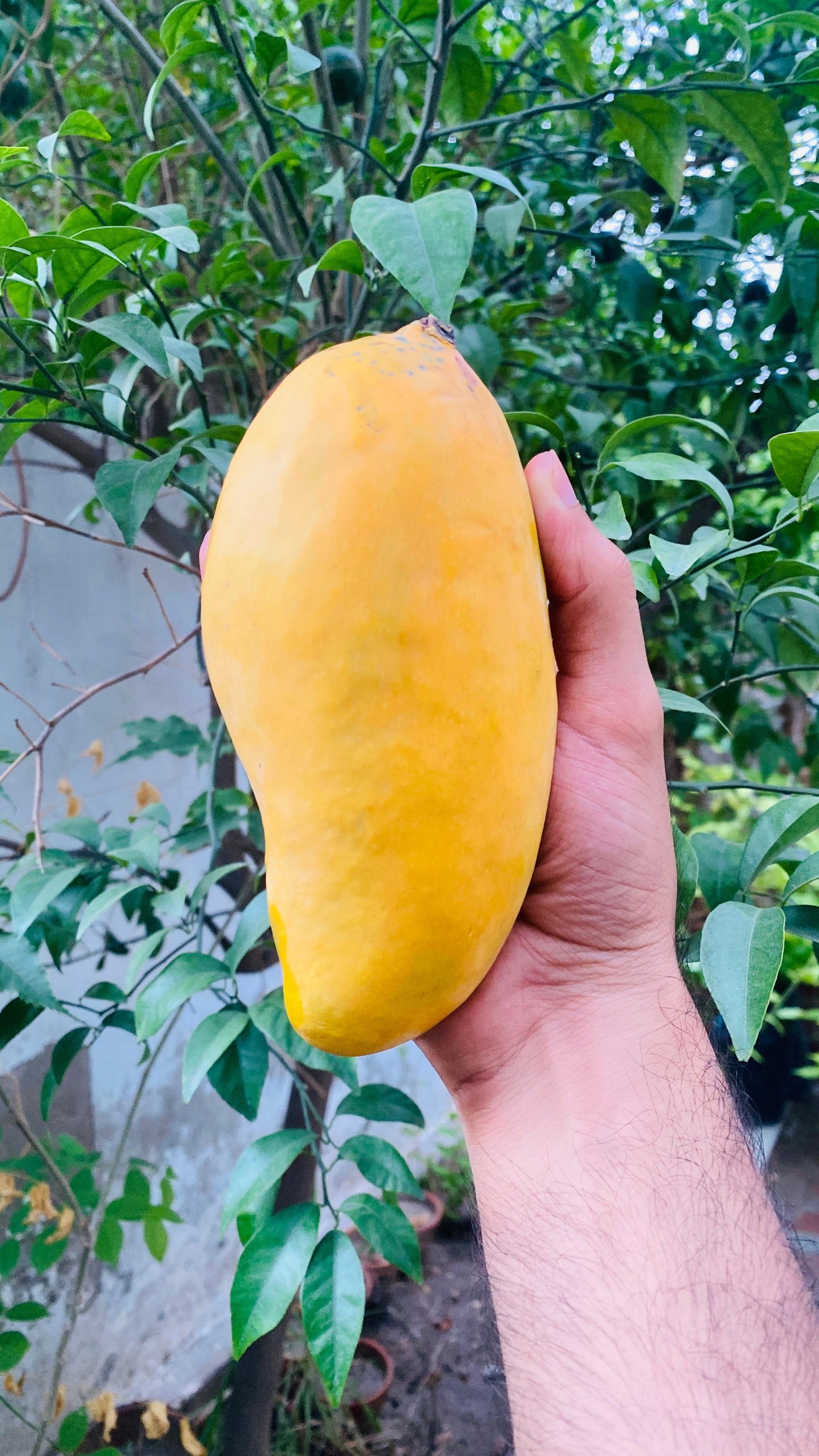 Sindhri Mango (Export Quality)- SOLD OUT