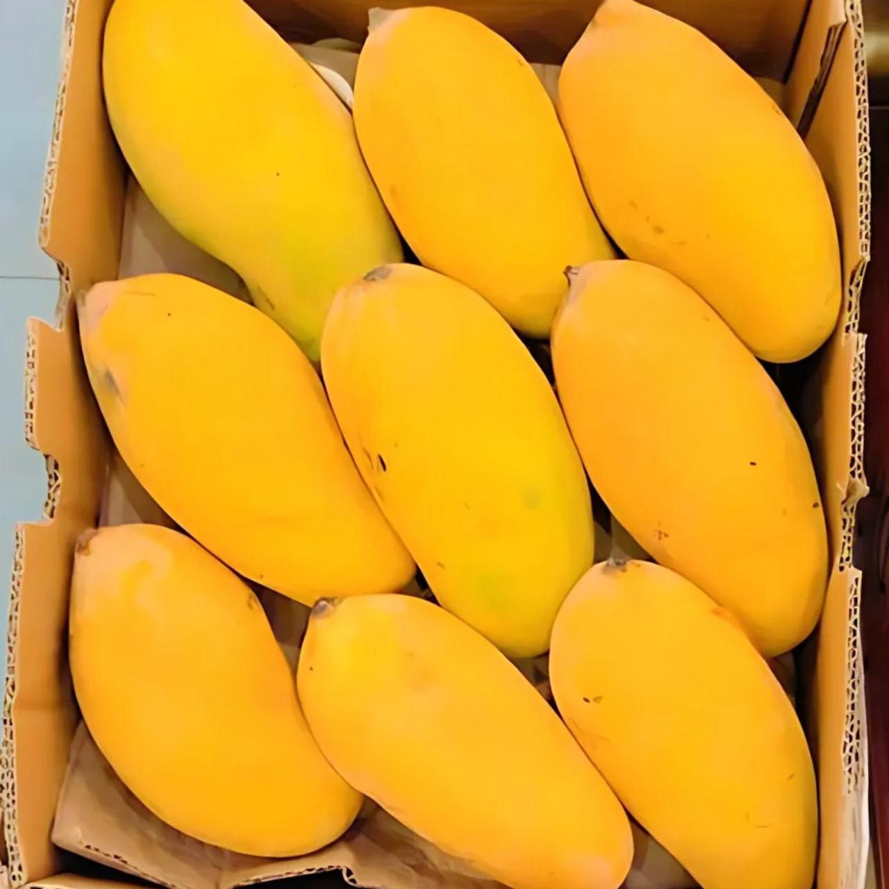 Sindhri Mango (Export Quality)- SOLD OUT