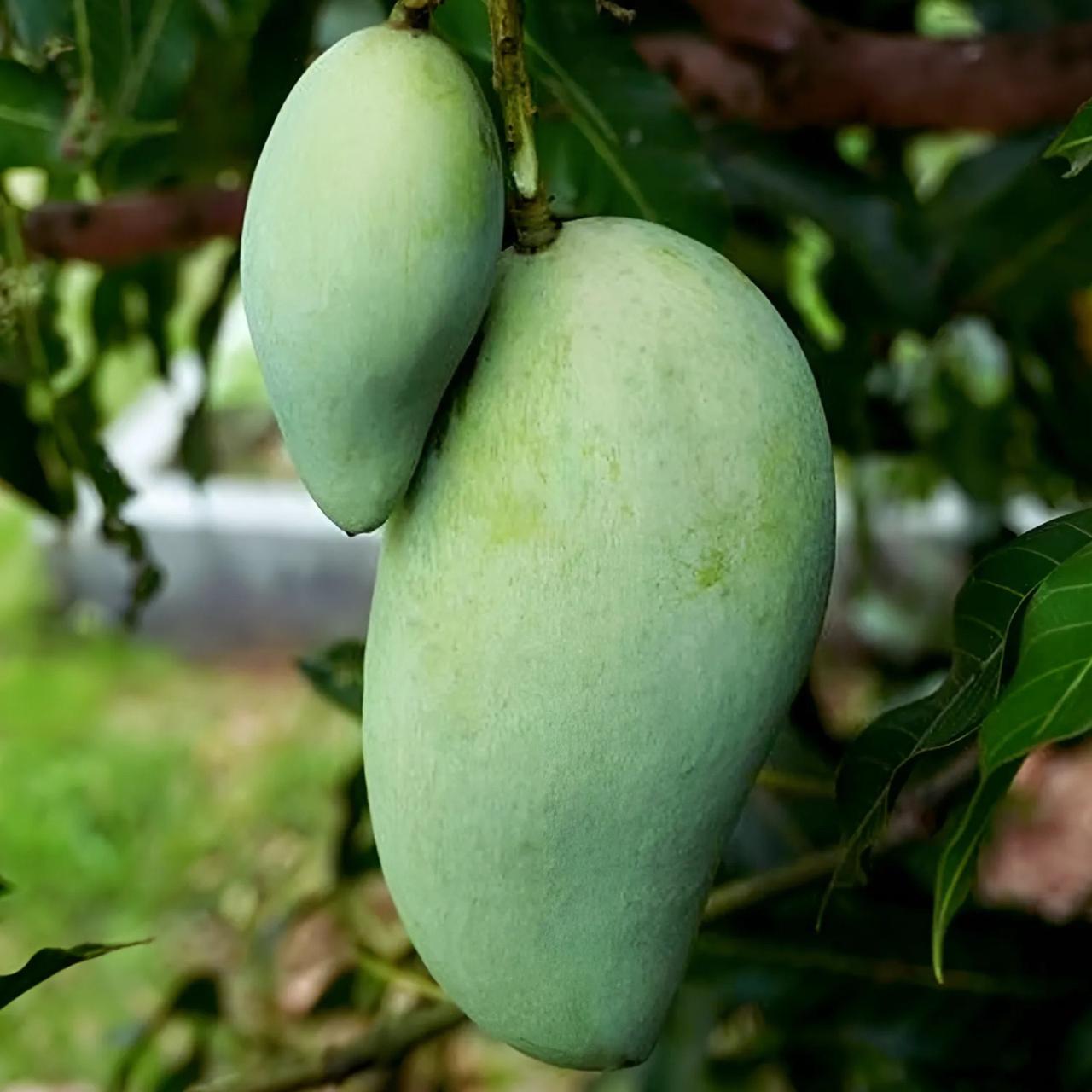 Sindhri Mango (Export Quality)- SOLD OUT