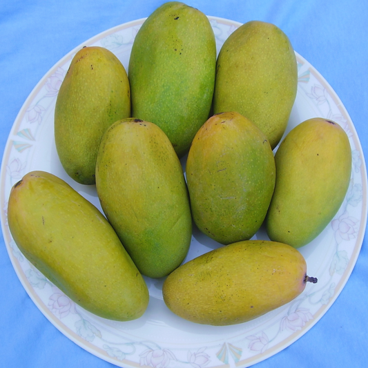 Dussehri Mango (Export Quality)- Buy Online