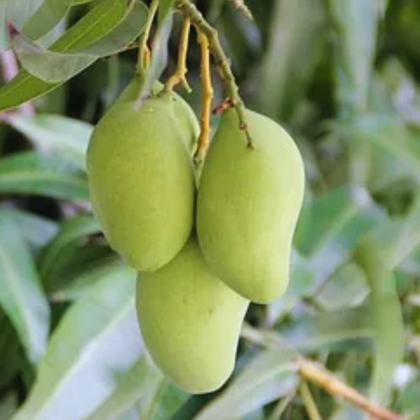 Dussehri Mango (Export Quality)- Buy Online